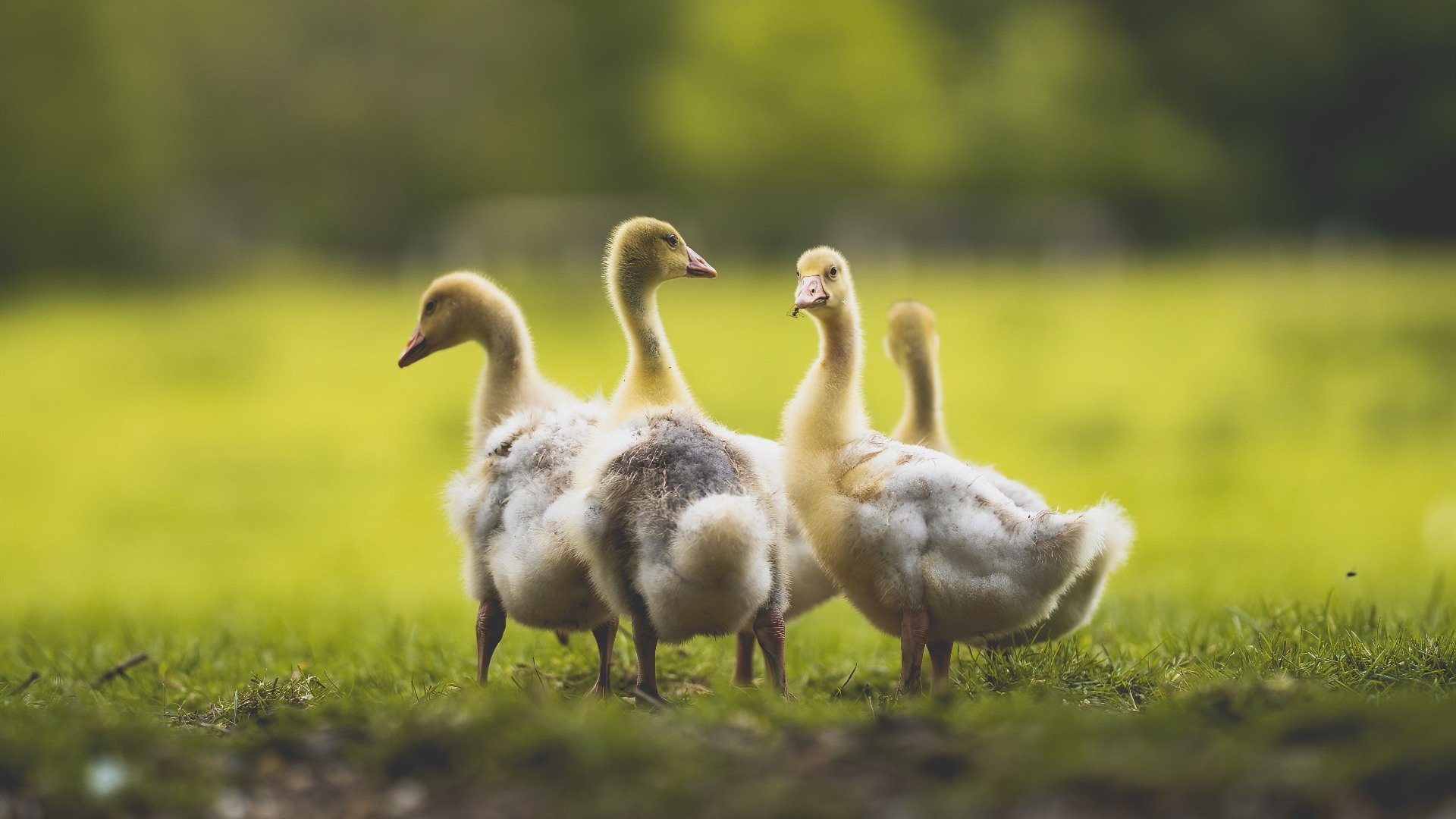 爱游戏在线登录入口-区块链交易：让所有交易更透明、更可信，区块链的交易